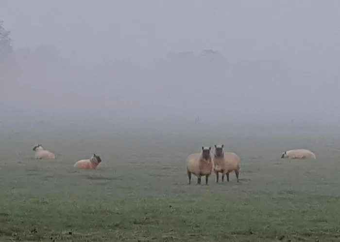 Het Schaapje Bed and breakfast *
