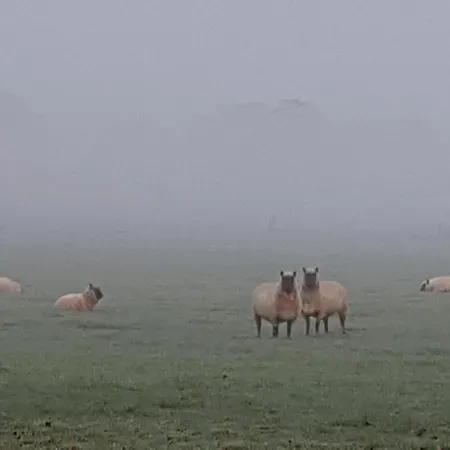 Het Schaapje Bed and breakfast *